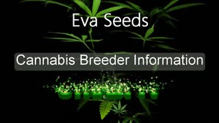 Eva Seeds - Cannabis Strain Series - STRAIN TV
