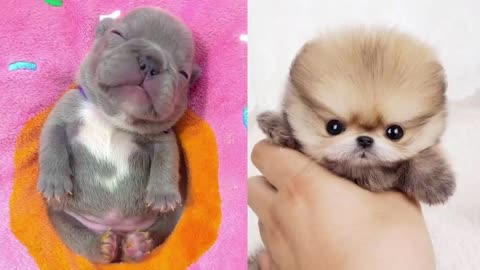 Cute Puppies Doing Funny Things 2022 - Cute Baby Animals,Episode :239