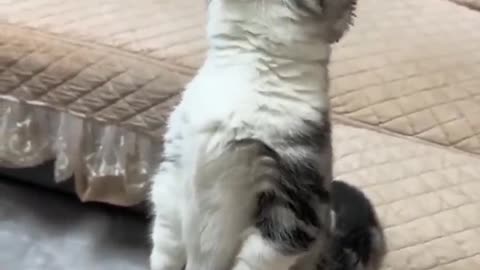 funny cats & dogs