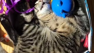 Catnip Cat Nap On Toy Box