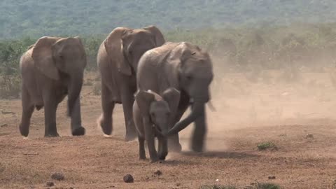 African elephants taking walks on a dusty ground