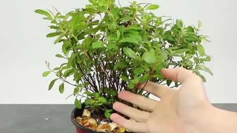 Clever plant hacks to grow your own plants