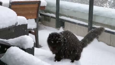 Pair of cats experience snow for the very first time