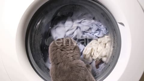 Cat watches a washing machine