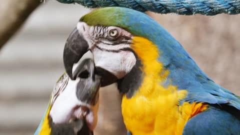 Couple Parrots Share Kisses Loves