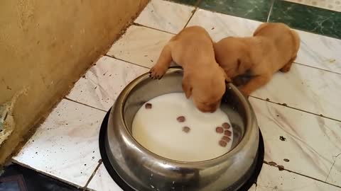 Puppy trying to drink milk first time
