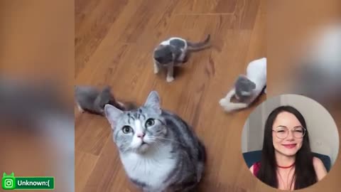 Funny dogs and cats video don't laugh