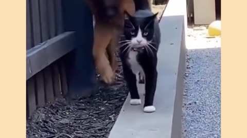 Funny cat and dog video