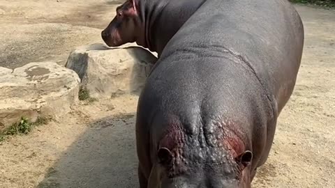 Hippo Juicer # Safari