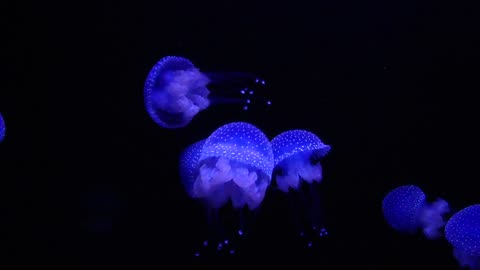 White Spotted Jellyfish, Lisbon Oceanarium