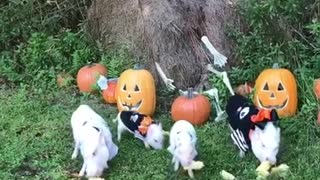 Family of mini pigs enjoy Halloween treats
