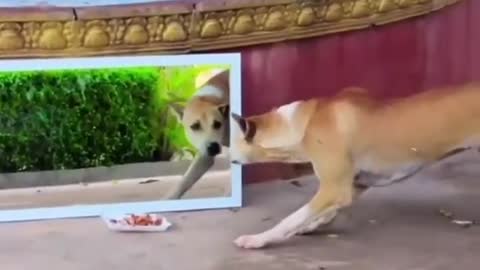 Best Funny Animal Videos 2022 😂 - Funniest Dog Mirror Fear Videos 😻