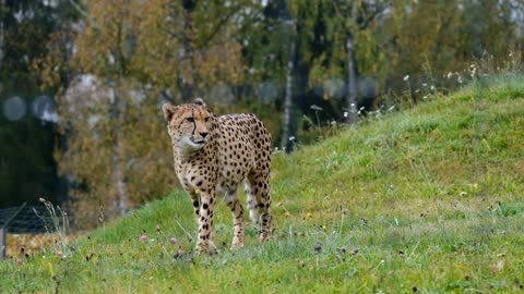 Elegant cheetah marking territory!!!🐆