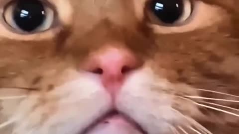 Funny cat videos