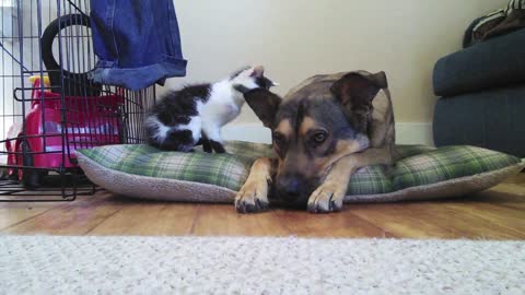 Tiny kitten meets big dog