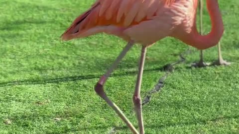 The pink flamingo