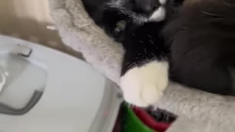 Five Minutes of Odd Cat Videos on TikTok [2]