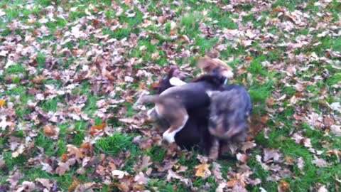 BEAGLES MAKE FRIENDS WITH EVERYONE! CUTE BEAGLE PUPPY LOUIE