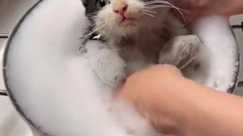 Cute kitten Bath time