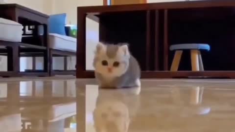 Cute baby cat