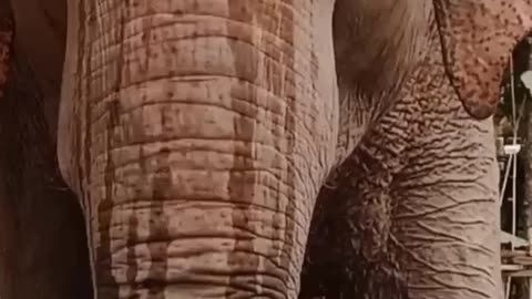 Elephant sound ☺
