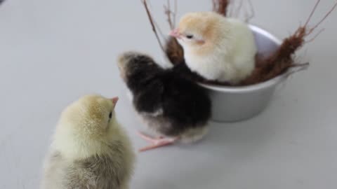 Cute Chicks !