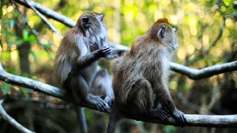 Dois macacos em uma árvore na selva