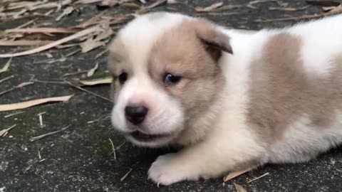 Puppy crying sound / 3-week-old puppy calls mom after being