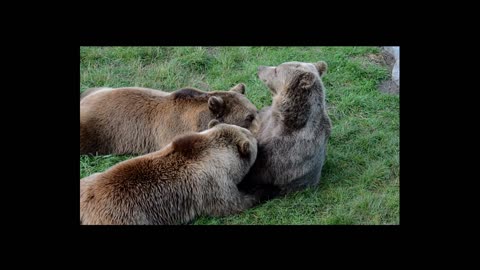 Young Brown Bears suckling from mother