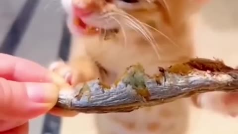 Cute 🐈 eating fried fish