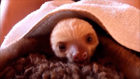 Baby sloths being sloths -Completion Funniest -❤️❤️❤️
