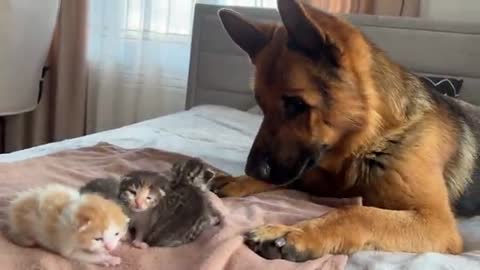 German Shepherd Confused by Baby Kittens