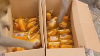 Crazy Monkeys Stealing Goods (Must Watch till the end)