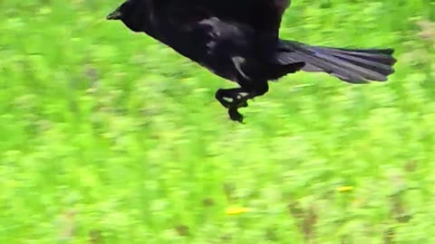 Raven in flight in slow motion / beautiful bird in flight.