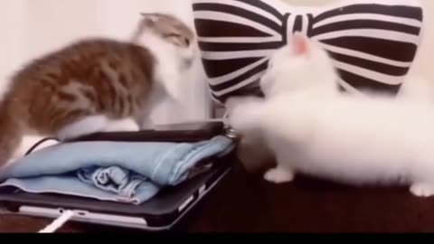 Funny cats video