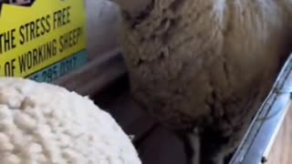 Satisfying Sheep Shearing by Loren Opstedahl