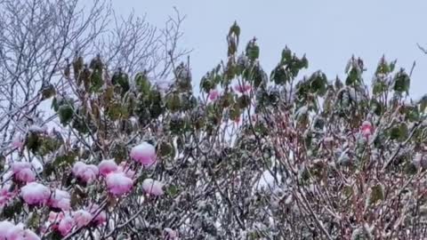 On April 15, it snowed with azaleas