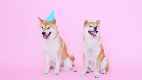 happy birthday puppies