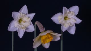 Blossoming flowers slow motion