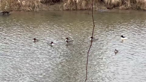 American Mergansers in Canada 😊