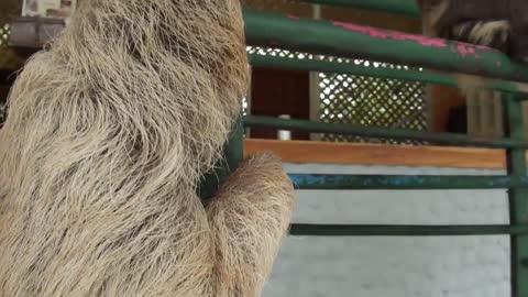 Baby Sloth learns to climb