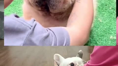 Dogs cute video 🐶 📸 || Super cute .