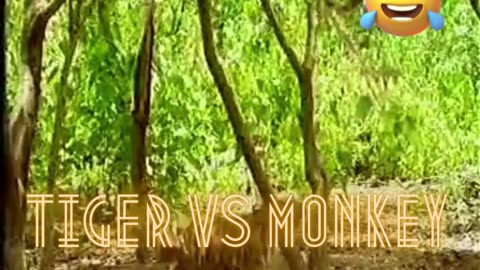 funny monkey vs tiger