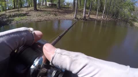 GIANT BASSGIANT BASS FOUND in MUDDY CREEK!