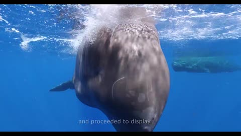 Welcome Sperm Whale