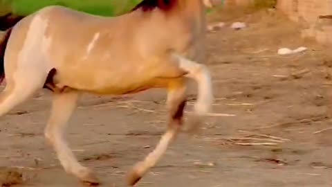 Beutifull pakistani horse.