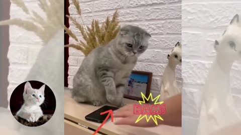 FUNNY CAT REACTION VIDEO