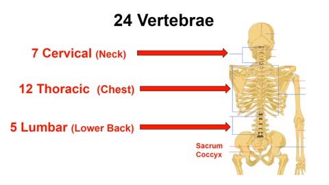 Vertebrae Chant