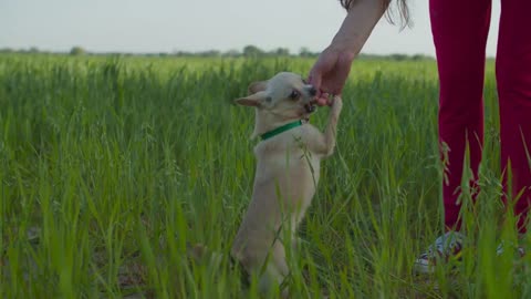 Adorable shorthair apple head chihuahua dog getting cookies as treat for good behavior