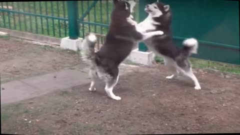 Two Dog Fight Funny Video